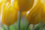 Impressie gele Tulp